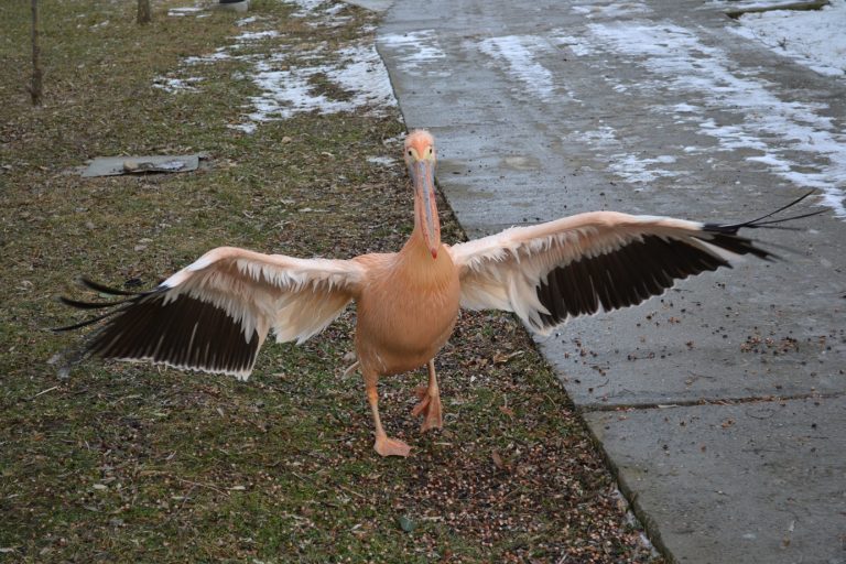 Imagini emoționante la MicroDeltă. Pelicanul Costică își caută agitat prietenul, un agent de pază decedat în urmă cu trei zile