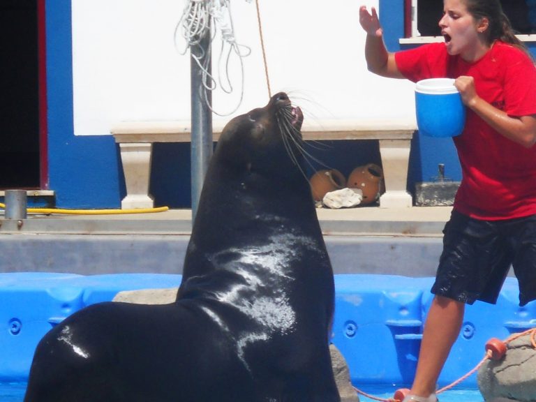 Adrian Bîlbă și-a scos vedeta la apă: Meet John Black, leul de mare de la Delfinariu