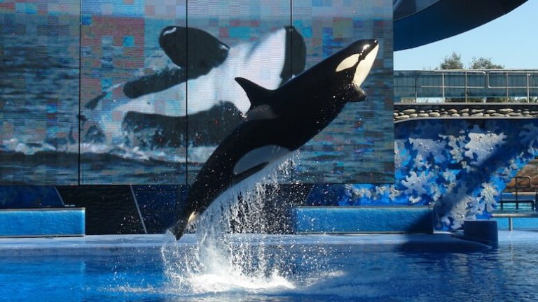 Nu rata acest eveniment. Despre oameni și balene, la Delfinariu