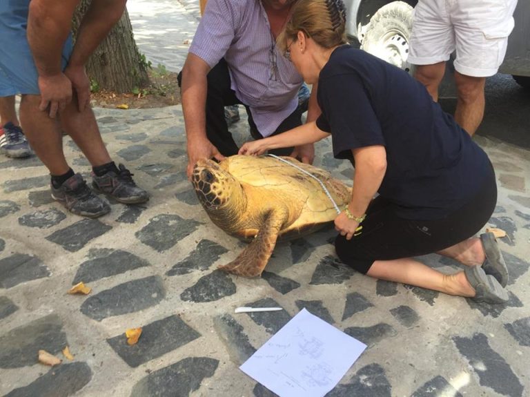 Broasca țestoasă Caretta, eliberată în Marea Neagră