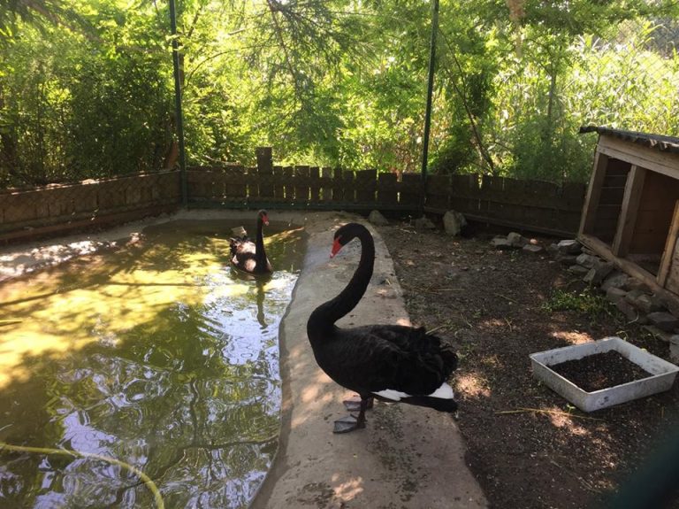 Animalele din Microrezervația Constanța te așteaptă să le vizitezi