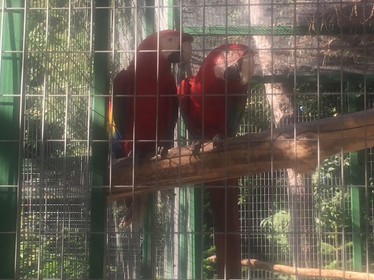 Expoziția de papagali de la Delfinariu, una dintre atracțiile favorite ale copiilor