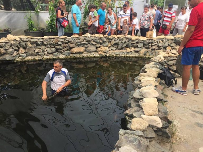 Un obicei medieval omoară peștii de la Delfinariul Constanța. Conducerea a luat măsuri