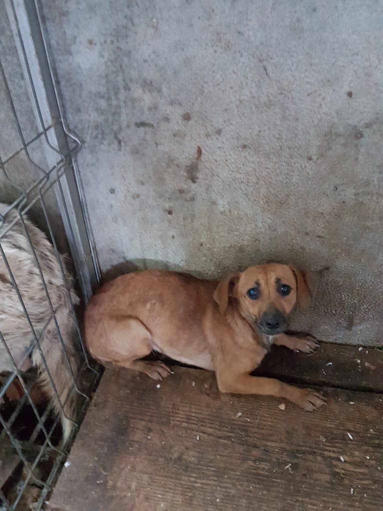 Imaginile suferinței. Câinii capturați ieri de hingheri vor fi uciși în 14 zile