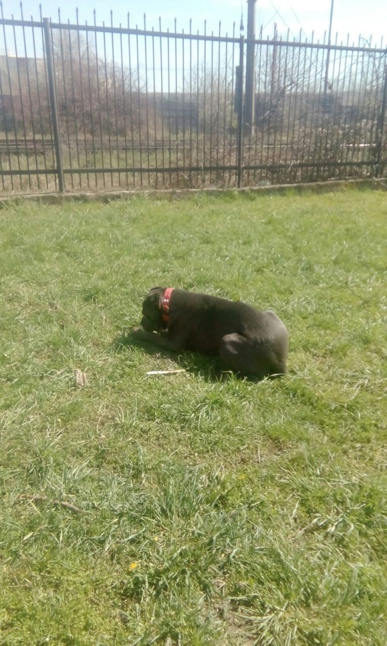 Câine fără botniță, 1500 de lei amendă