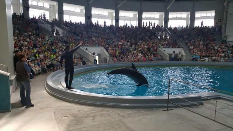 Când ai vizitat ultima dată Delfinariu? Mai ieftin decât un pachet de țigări