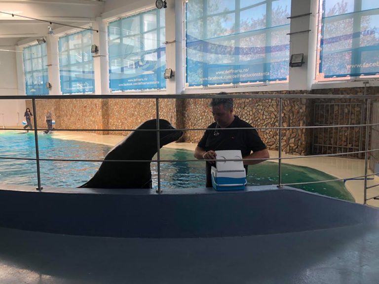 Leii de mare se pregătesc intens pentru spectacole