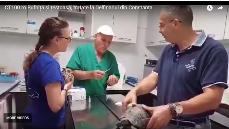 Video. Cum sunt tratate animalele la CMSN Constanța