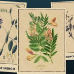 GALEGA OFFICINALIS