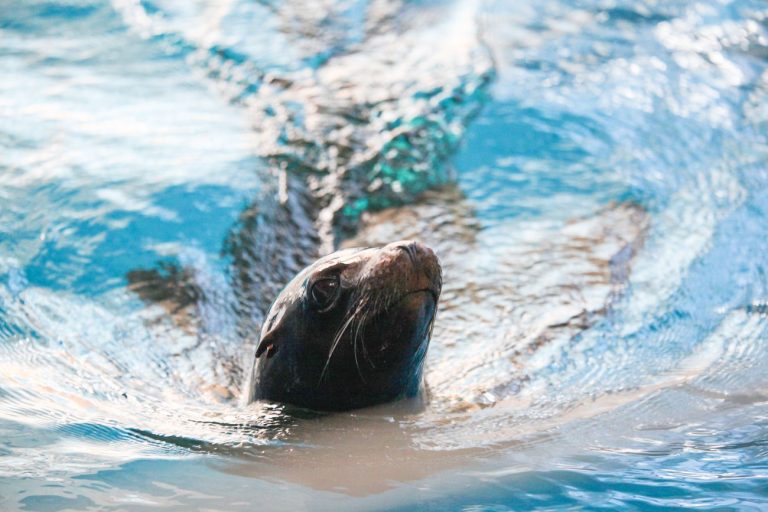 Ai fost să vezi leii de mare de la Delfinariu?