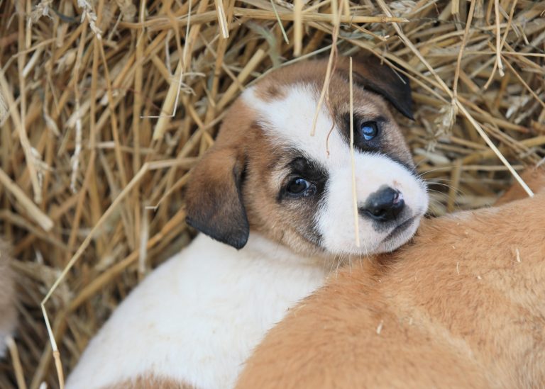 Peste 100 de câini adoptați de la începutul anului