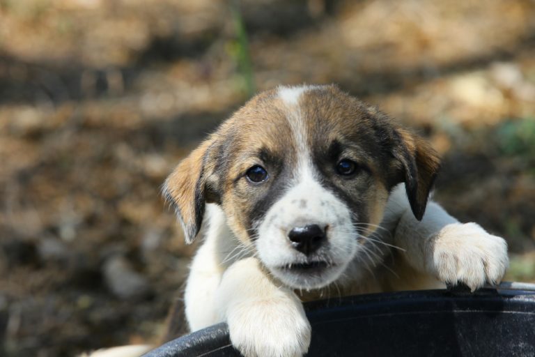 La Constanța câinii abandonați se adoptă, nu se eutanasiază