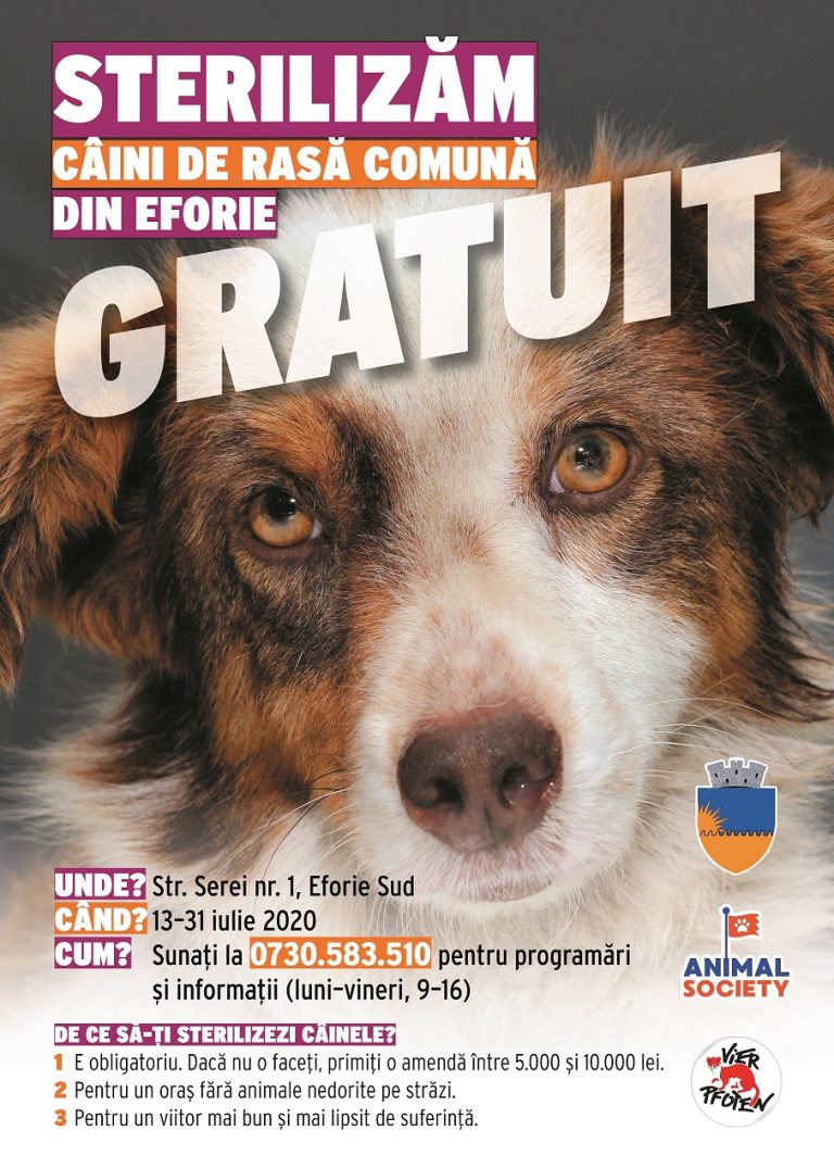 Animal Society sterilizează gratuit câinii din Eforie